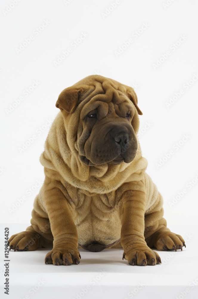 Cute Sharpei sitting against white background Cute Sharpei sitting against white background