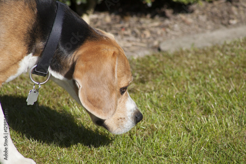 Fototapeta Naklejka Na Ścianę i Meble -  sweet beagle plays in a garden
