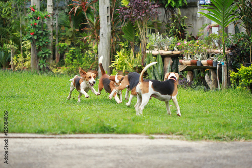 Happy beagle dogs playing in lawn 