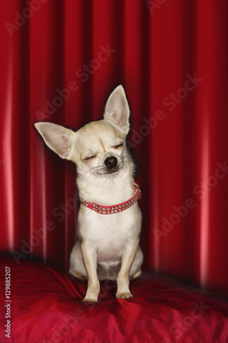 Cute Chihuahua sitting on red pillow with eyes closed against red curtain