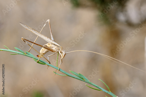 Closeup of the nature of Israel - grasshopper rhaphidophoridae photo