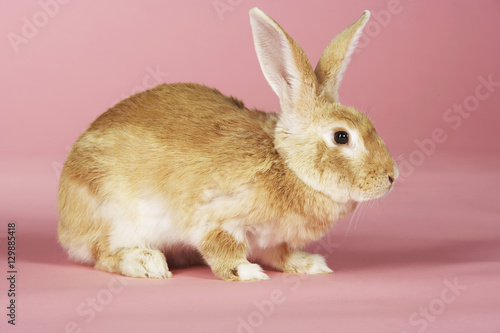 Closeup side view of a brown rabbit against pink background © moodboard