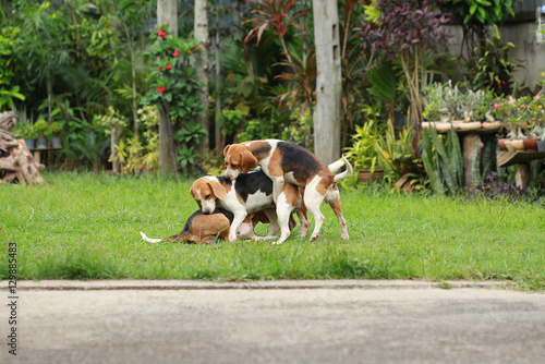 Happy beagle dogs playing in lawn 