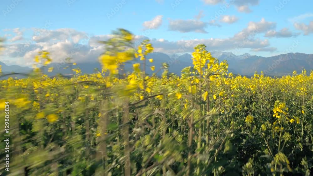 AERIAL: Young yellow vast oilseed rape blooming with mountains in background AERIAL: Young yellow vast oilseed rape blooming with mountains in background