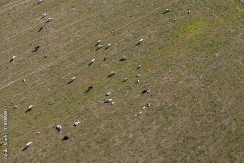 aerial view of herd of cows at summer green field © mariusz szczygieł