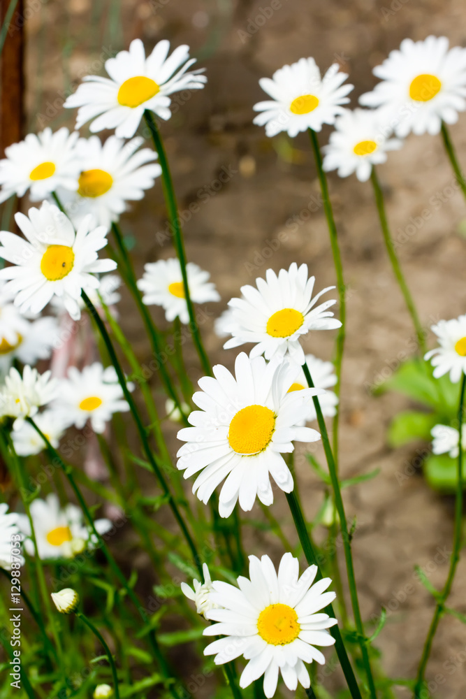 Fototapeta premium Chamomile flowers