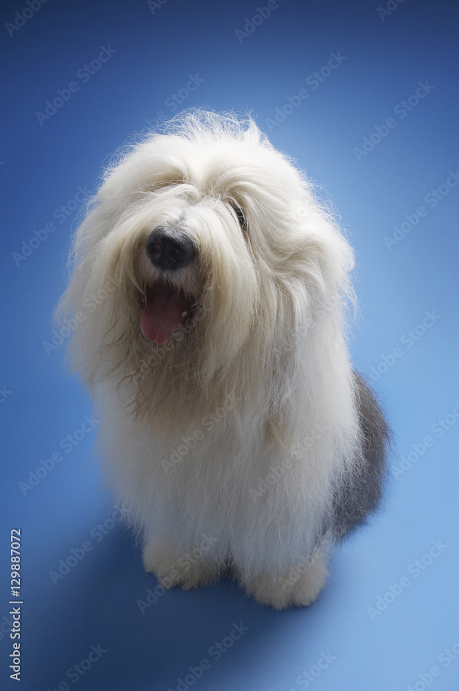 Full length of Old English Sheepdog sitting on blue background