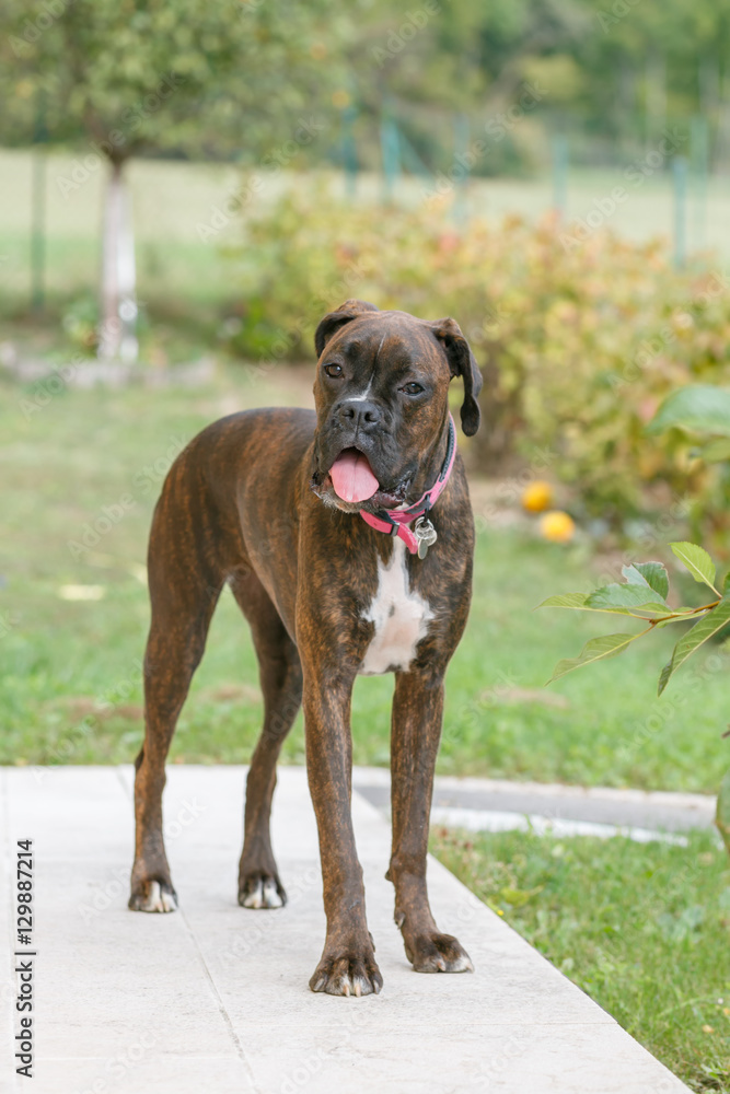 adult dog breed brindle boxer playing in the garden in the summer day