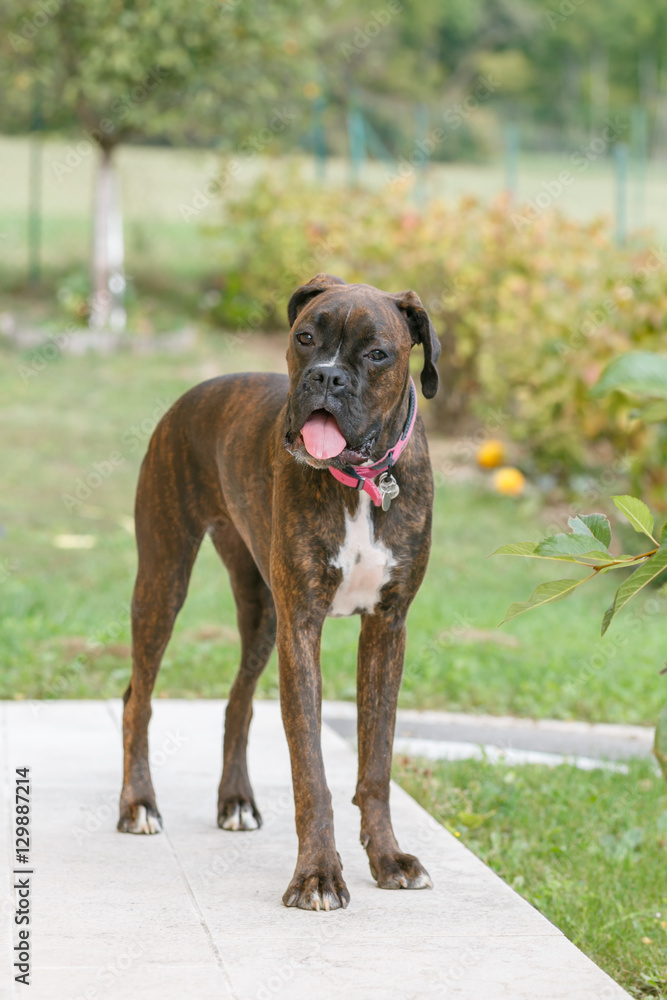 adult dog breed brindle boxer playing in the garden in the summer day adult dog breed brindle boxer playing in the garden in the summer day