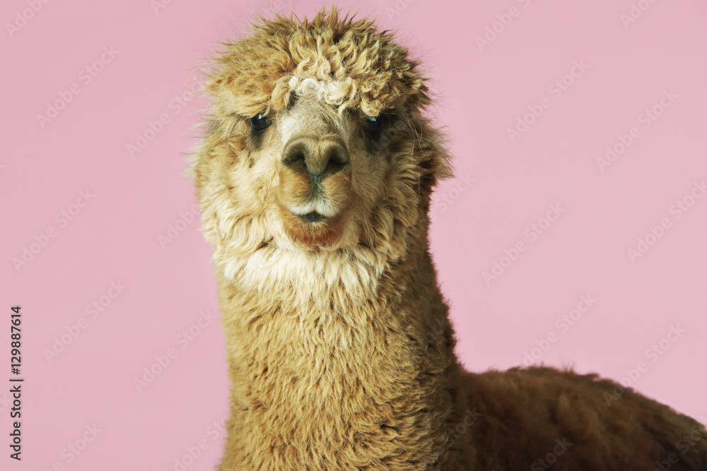Obraz premium Closeup of an Alpaca against pink background