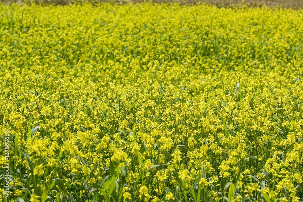 Obraz premium Yellow rape flowers