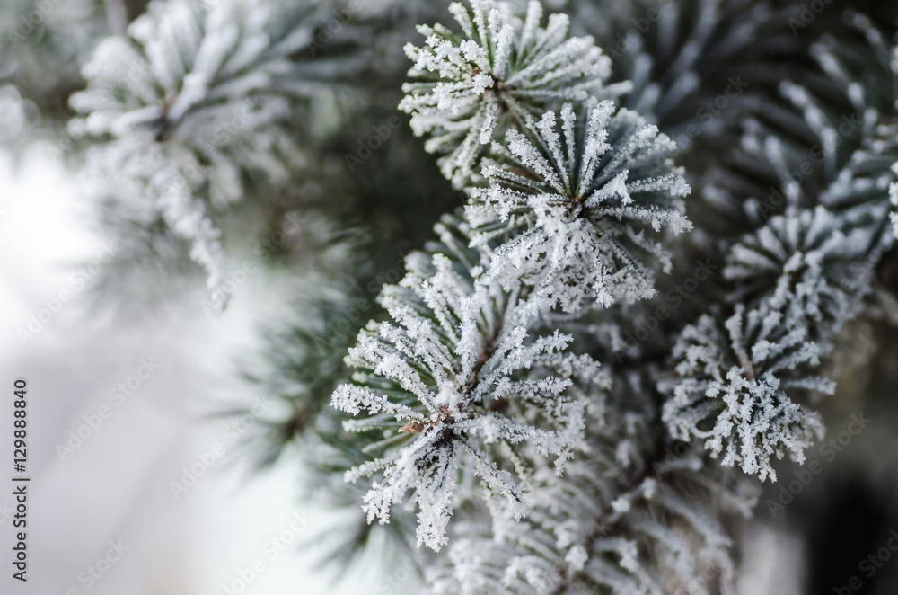 Fir tree branches covered with frost Fir tree branches covered with frost