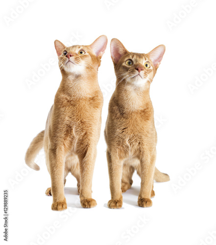 Fototapeta Naklejka Na Ścianę i Meble -  red cat looking at a white background