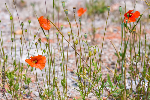 Desert poppies photo