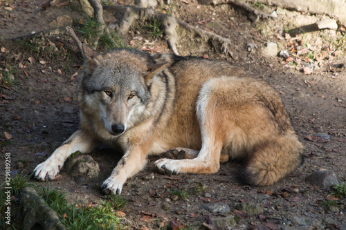 Wolf relaxing