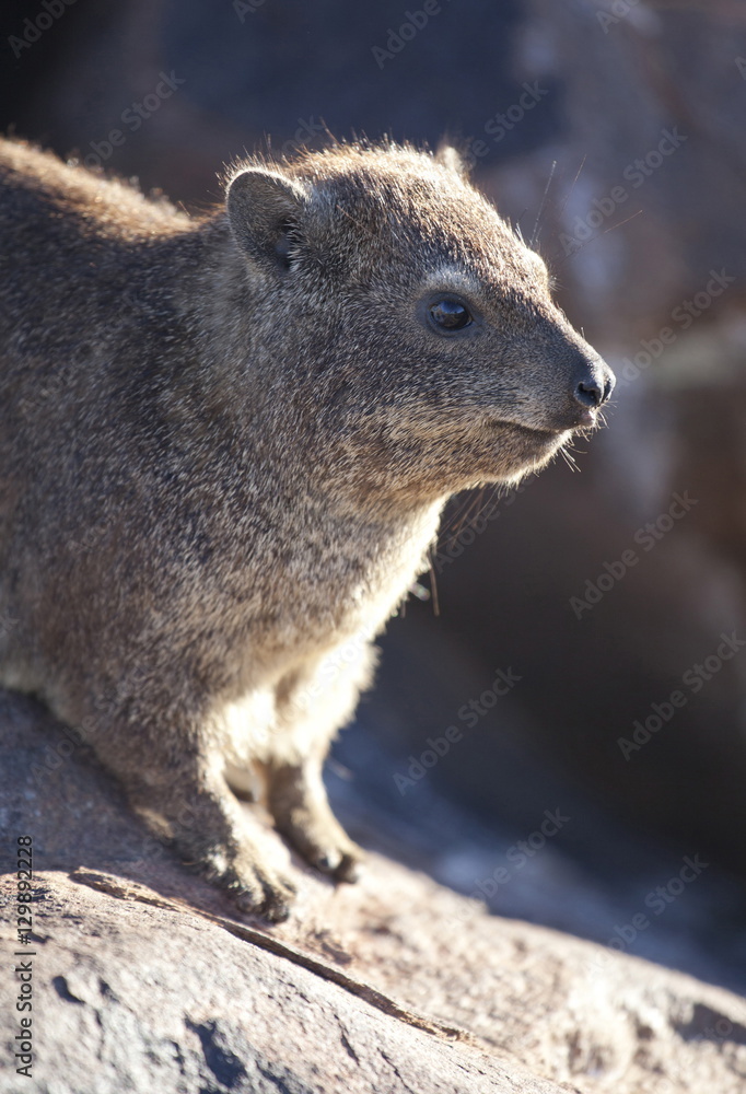 Rock hyrax (Dassie), living among rocks at the Quivertree Forest, near Keetmanshoop, Namibia 