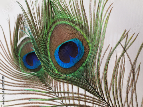 Stunning peacock feathers