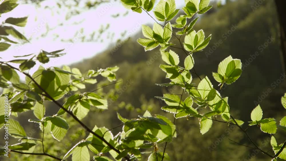 SLOW MOTION CLOSE UP: Early spring sun shining on young tree leaves in forest SLOW MOTION CLOSE UP: Early spring sun shining on young tree leaves in forest