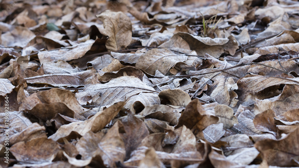 frost on leaves in winter frost on leaves in winter