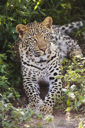 Leopard  Panthera pardus  lying in bushes