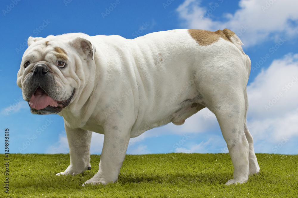 Side view of a British bulldog standing on grass against the sky Side view of a British bulldog standing on grass against the sky