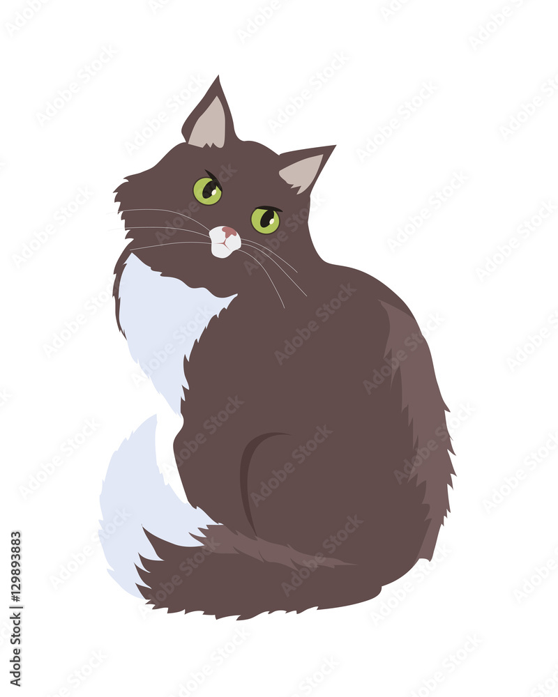Siberian Cat Vector Flat Design Illustration Siberian Cat Vector Flat Design Illustration