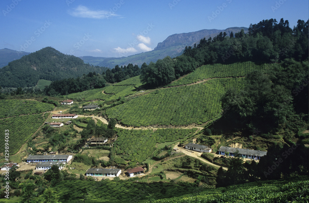 Fototapeta premium Tea plantation elevated view