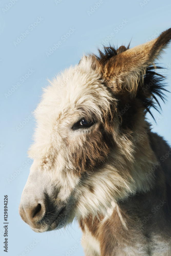 Closeup of a donkey against clear sky