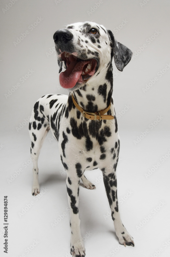 Dalmatian looking up with mouth open against white background