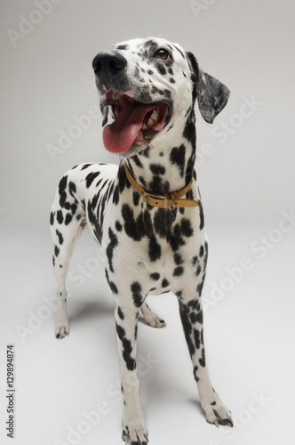 Dalmatian looking up with mouth open against white background © moodboard