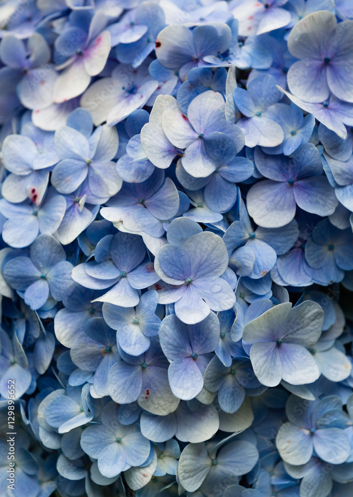 Blue Hydrangea flora background. Blue Hydrangea flora background.