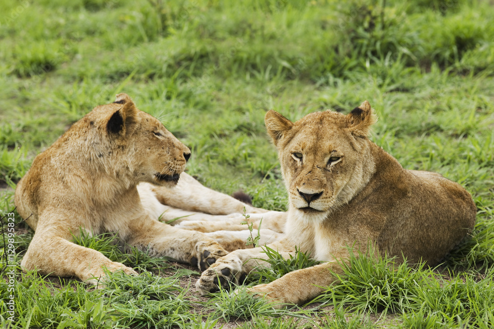 Fototapeta premium Female lions (Panthera leo) lying on grass