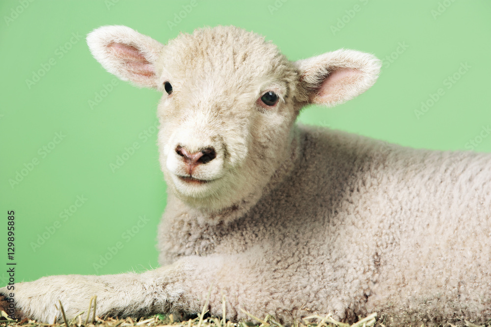 Obraz premium Side view of a lamb against green background