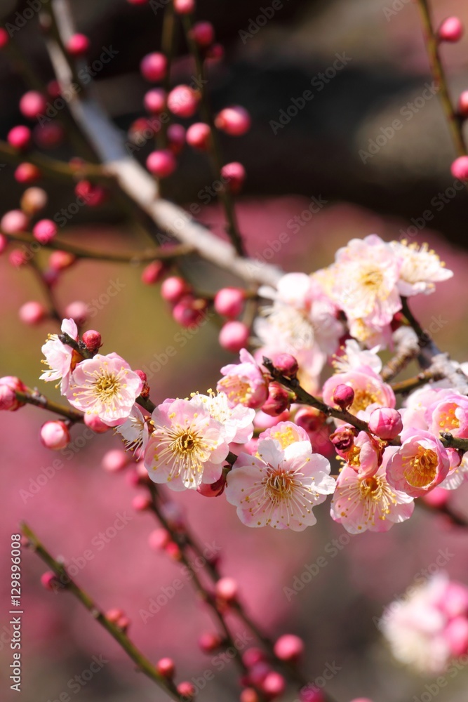 梅の花(無類絞り) 梅の花(無類絞り)