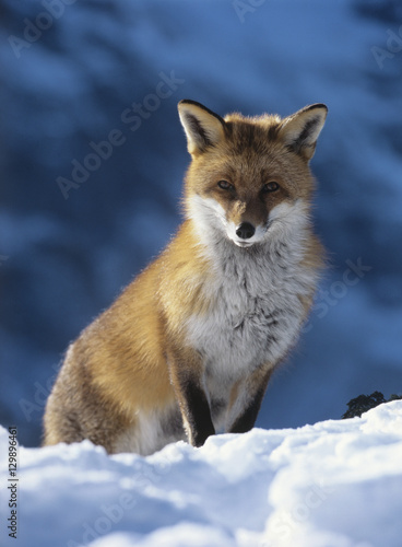 Fox sitting in snow