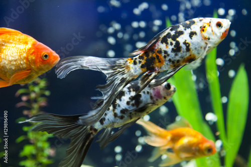 Small fishes in an aquarium