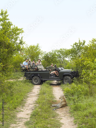 Side view of tourists in jeep looking at cheetah lying on dirt road