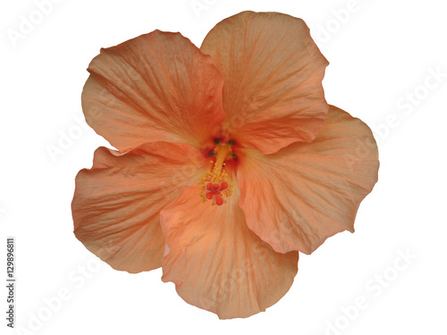 Orange hibiscus isolated on white background © dewberry77