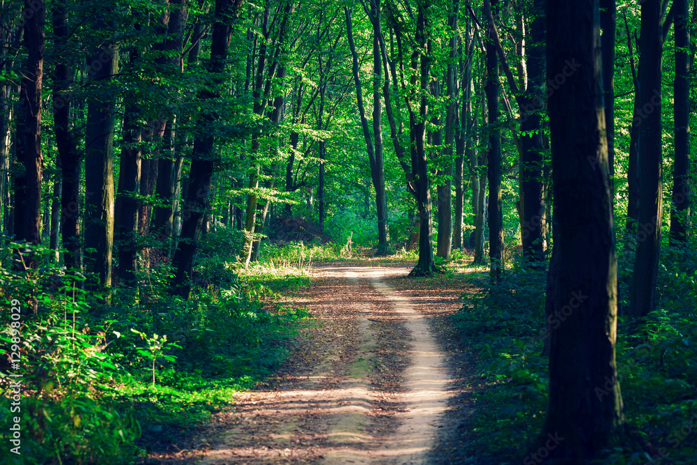 Obraz premium beautiful green forest