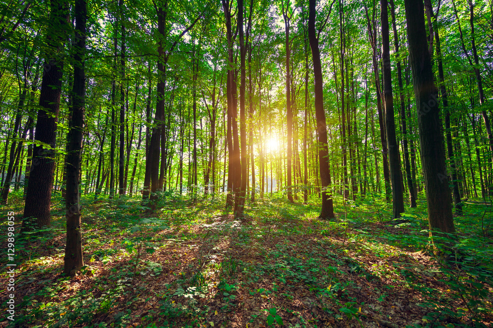 Obraz premium beautiful green forest