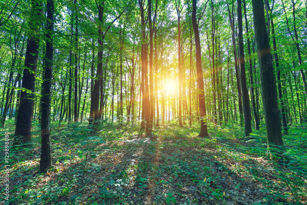 Obraz premium beautiful green forest