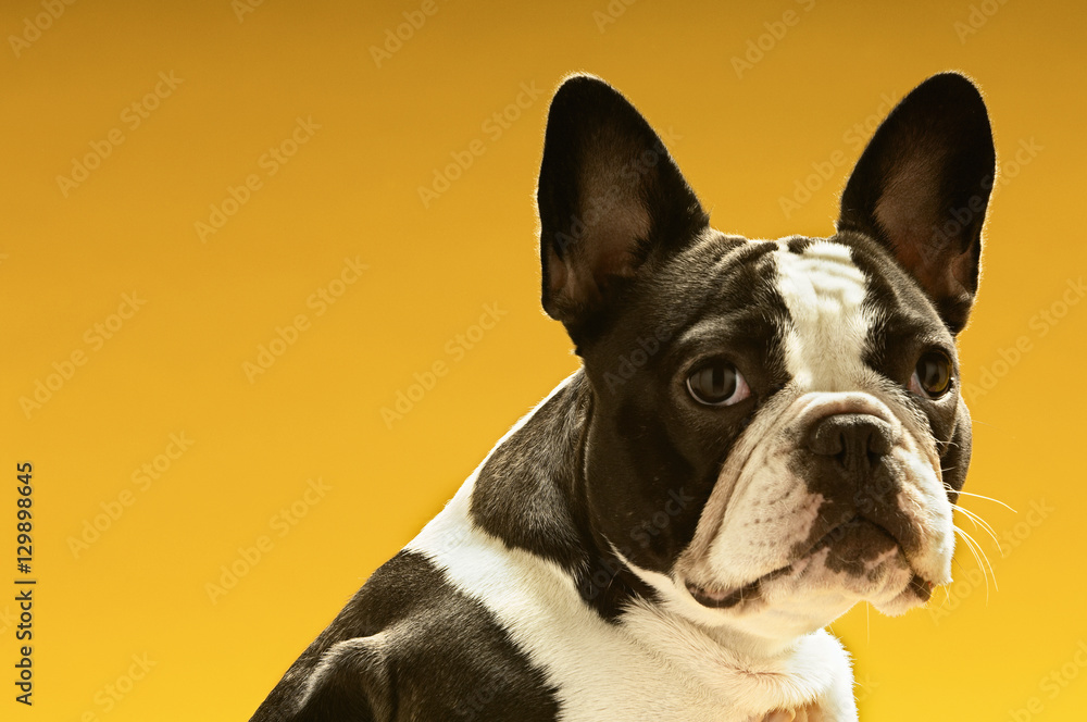 Portrait of French bulldog on yellow background