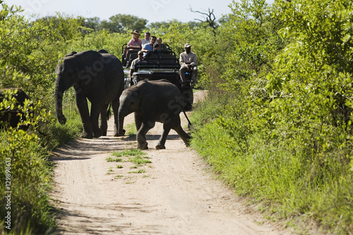 Two elephants crossing dirt road with tourists in jeep in background © moodboard