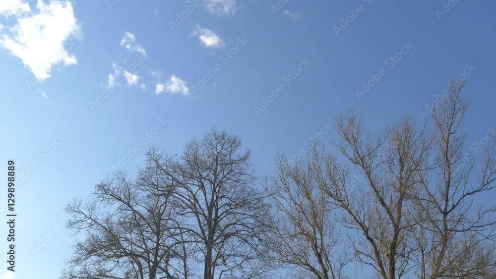 AERIAL: Flying around the bare trees against the blue sky AERIAL: Flying around the bare trees against the blue sky
