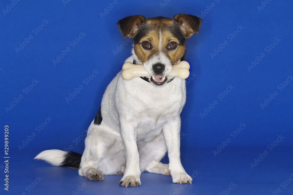 Portrait of Jack Russell terrier holding rubber bone in mouth against blue background