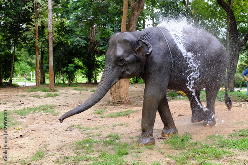 young elephant taking a bath in elephant farm
