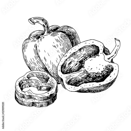 Pepper hand drawn vector illustration. Vegetable engraved style 
