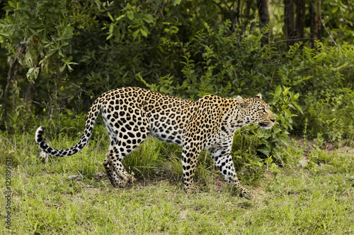 Leopard (Panthera pardus) side view © moodboard