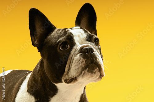 French bulldog looking away on yellow background © moodboard