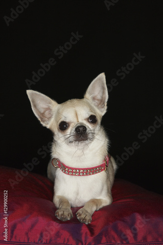 Portrait of a Chihuahua on red pillow against black background © moodboard